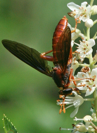 Mydas brunneus